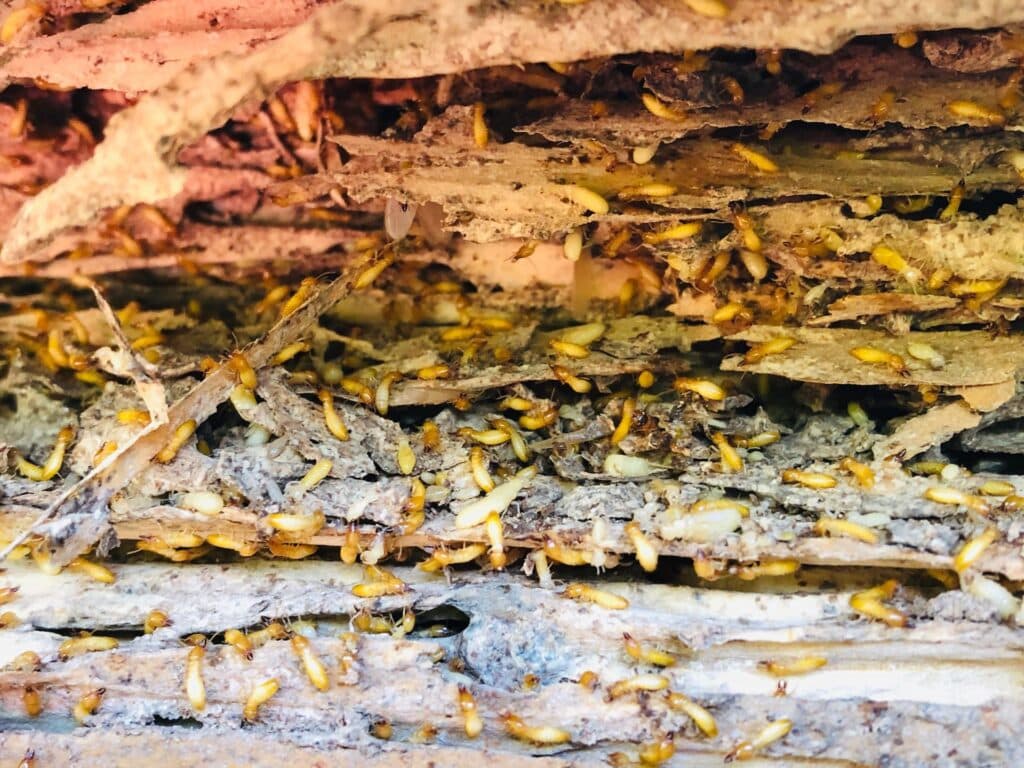 Termites working to devour timber