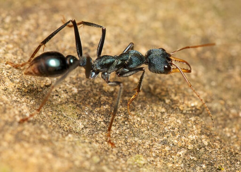 Close-up of black bull ant.