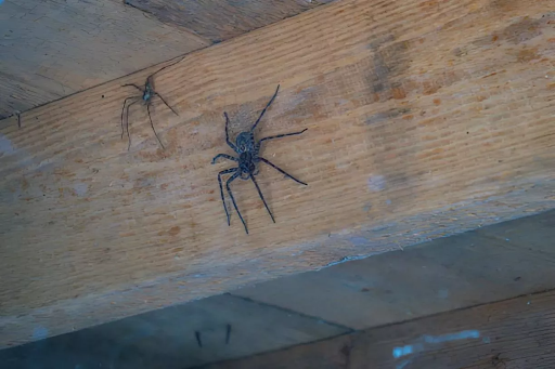 Spider Exterminator Near Me