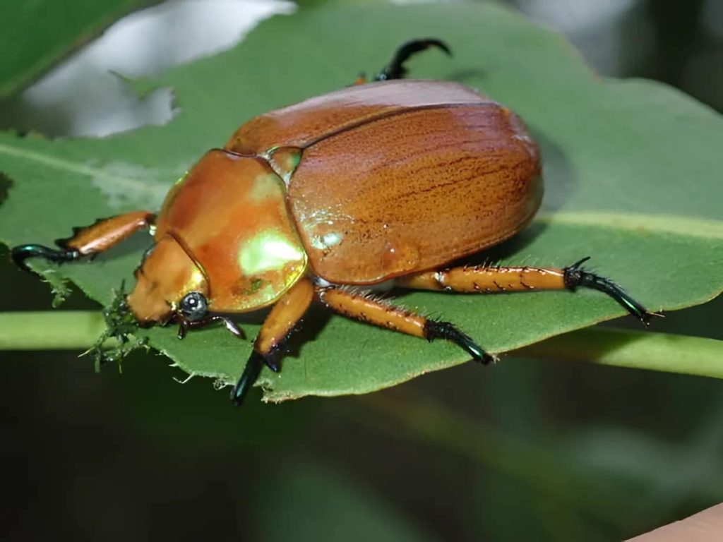How to Get Rid of Christmas Beetle