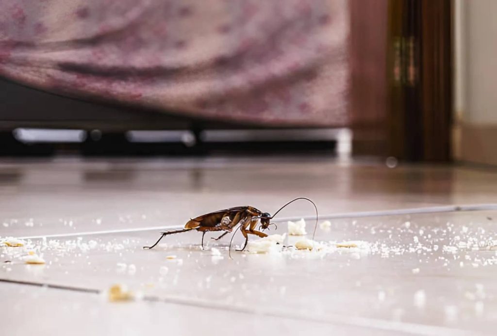 Are Cockroaches Clean