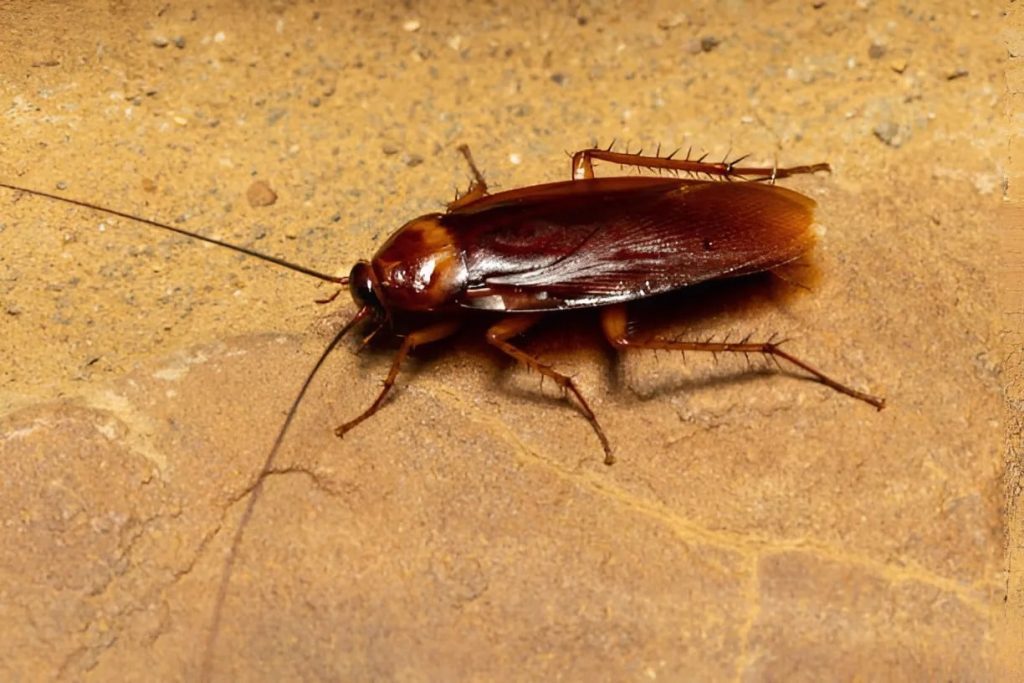 How to Prevent Cockroaches in Home