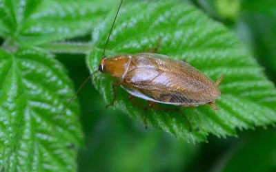 Where Do German Cockroaches Come From? Their Origins and Infestation Risks