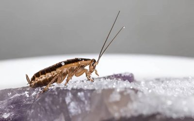 How to Get Rid of German Cockroaches Naturally