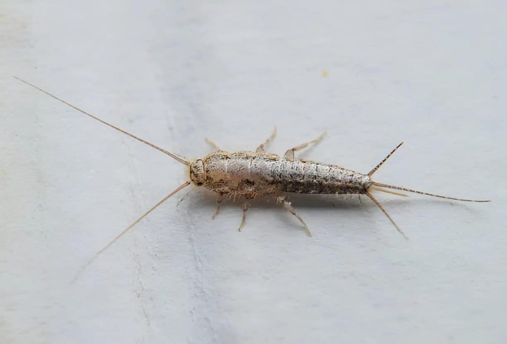 Are Silverfish Harmful?