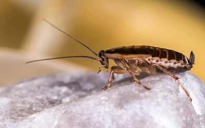 What Kills German Cockroaches? How to Get Rid of German Cockroaches for Good