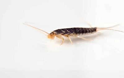 What Are Silverfish?
