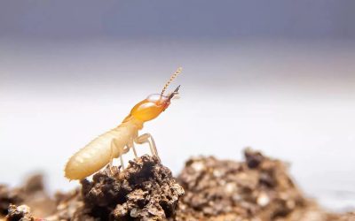 How Much Does Termite Pest Control Cost in 2025?