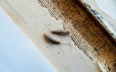 Where Do Silverfish Come From?