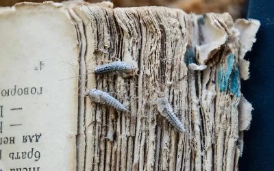 How to Get Rid of Silverfish in Your Home for Good