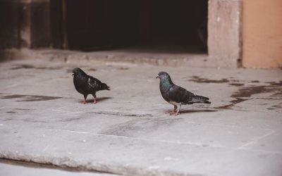 The Hidden Dangers of Bird Droppings: Health Risks, Property Damage, and the Truth You Need to Know