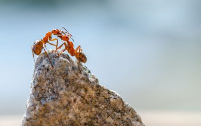 How to Get Rid of Ants Nest