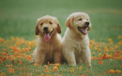 Everything You Need to Know About Fleas on Your Dog