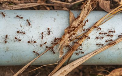 The True Cost of Ignoring an Ant Infestation: What Every Homeowner Should Know