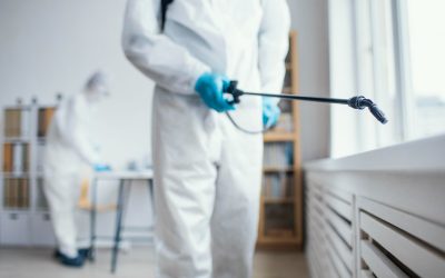 What Every Homeowner Needs to Know About Fleas (and How to Get Rid of Them for Good)