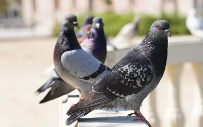 How Bird Pests Can Destroy Your Property Value and Safety Without Proper Pest Control
