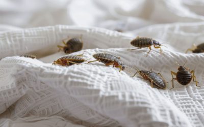 How to Check Your Mattress for Bed Bugs and Prevent an Infestation