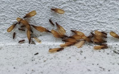 What a Termite Swarm Really Means for Your Home