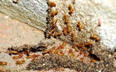 How to Spot Termites in Your Sydney Home Before It’s Too Late