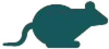 RODENT.png__1_-removebg-preview