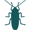 Common house cockroach